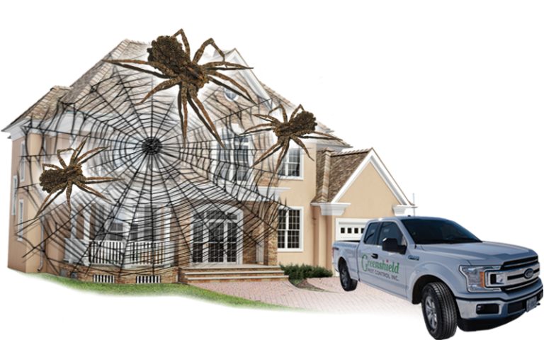 Greenshield Pest Control Effective Spider Control 8581